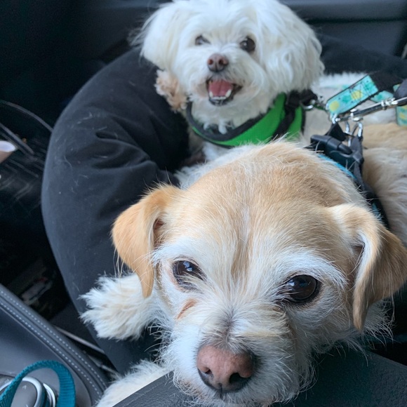 Meet your Posher, Danielle - Picture 1 of 1